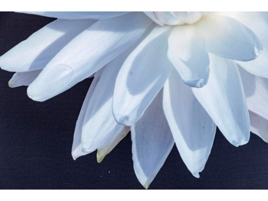 Giclee On Canvas, Lotus Water Lily