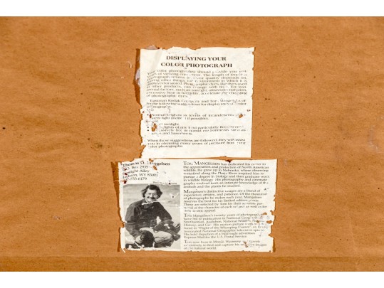 Thomas D. Mangelsen (American, B. 1946) 