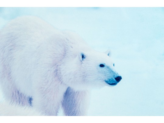 Advertisement Print For Thomas D. Mangelsen's 