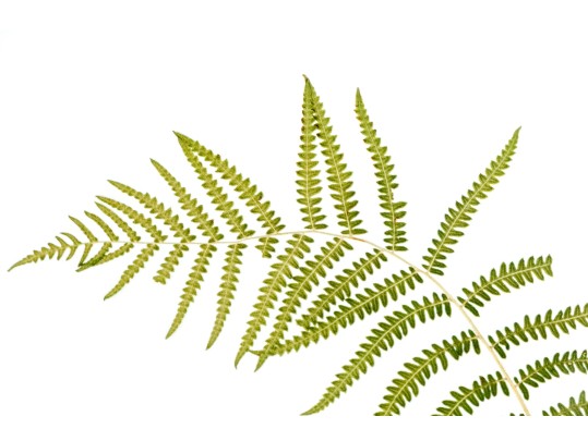 Pair Of Quality Prints Of Ferns With Pencil Marked Species