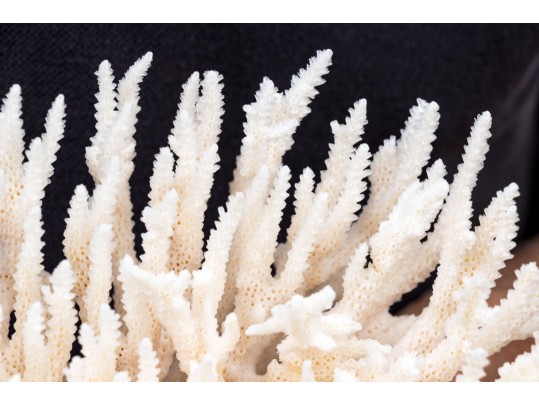 Finely Textured Coral Specimen