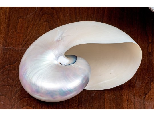 Chic Decor Lot Including Boxes, Shells, And Faux Coral