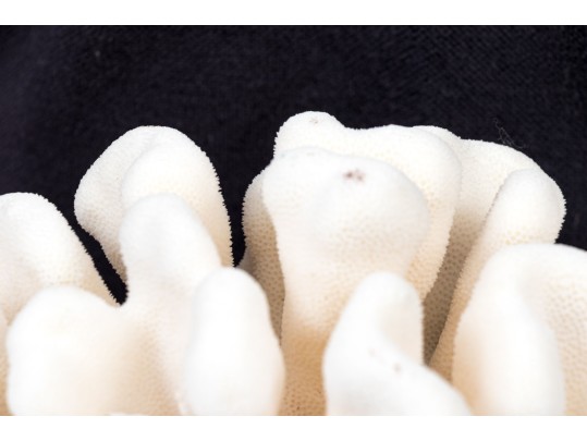 Fabulous Large Brain Form Coral Specimen