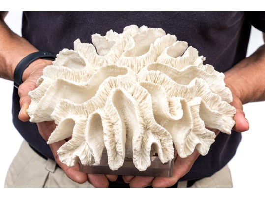 Two's Company Decorative Coral On Lucite Base