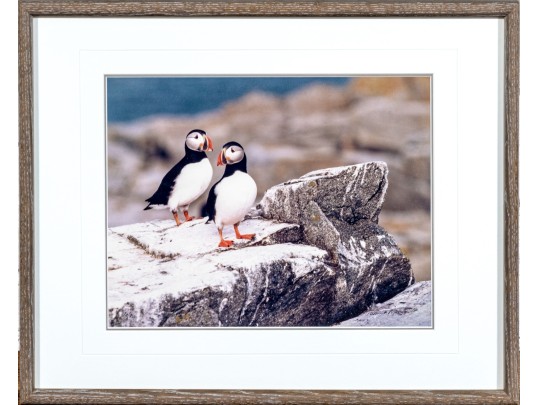 Thomas D. Mangelsen (American, B. 1946) 