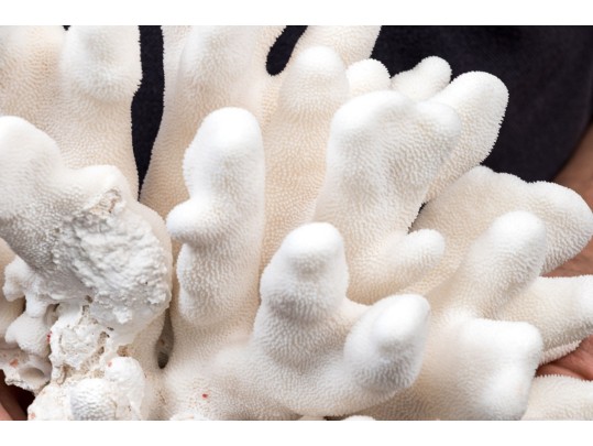 Striking Large Coral Specimen