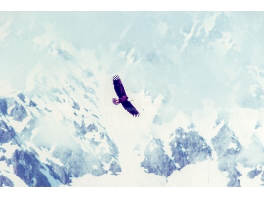 Thomas D. Mangelsen (American, B. 1946) 