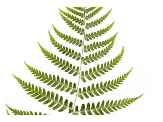 Pair Of Quality Prints Of Ferns With Pencil Marked Species