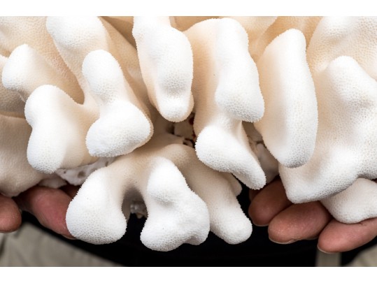 Fabulous Large Brain Form Coral Specimen