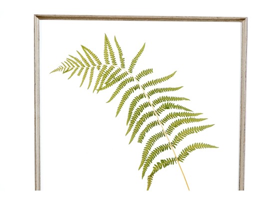 Pair Of Quality Prints Of Ferns With Pencil Marked Species