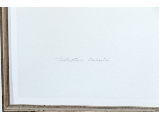 Pair Of Quality Prints Of Ferns With Pencil Marked Species