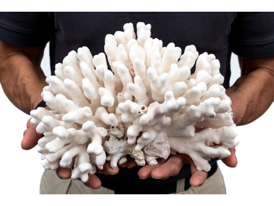 Fantastic Coral Specimen