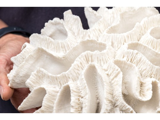 Two's Company Decorative Coral On Lucite Base