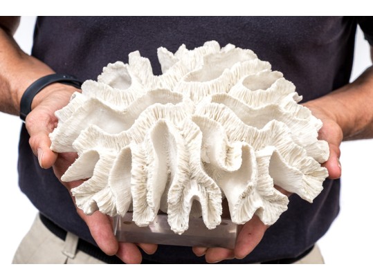 Two's Company Decorative Coral On Lucite Base