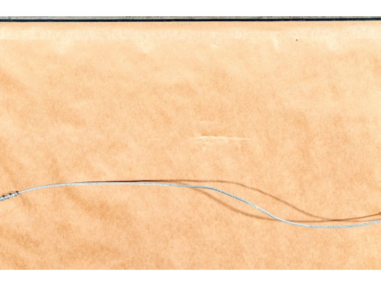 Pair Of Quality Prints Of Ferns With Pencil Marked Species