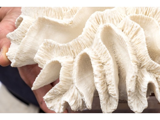 Two's Company Decorative Coral On Lucite Base