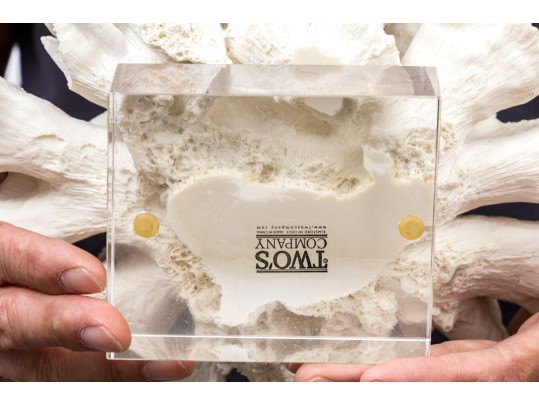 Two's Company Decorative Coral On Lucite Base