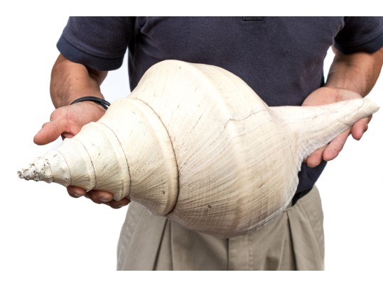 Massive Nautilus Shell