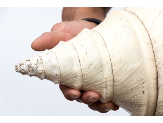 Massive Nautilus Shell