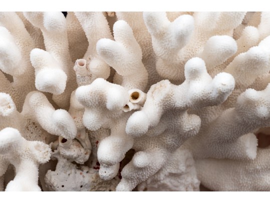 Fantastic Coral Specimen