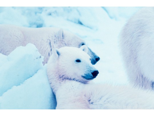 Advertisement Print For Thomas D. Mangelsen's 