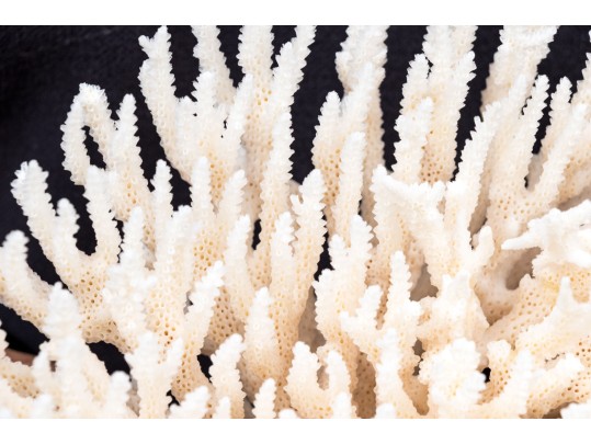 Finely Textured Coral Specimen