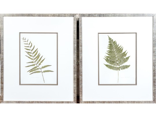 Pair Of Quality Prints Of Ferns With Pencil Marked Species