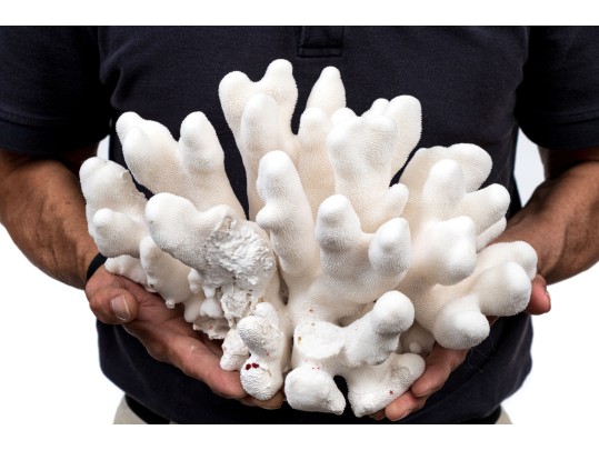 Striking Large Coral Specimen