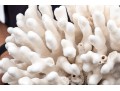 Fantastic Coral Specimen