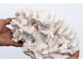 Fantastic Coral Specimen