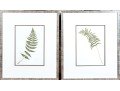 Pair Of Quality Prints Of Ferns With Pencil Marked Species