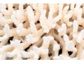 Finely Textured Coral Specimen