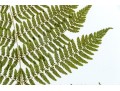 Pair Of Quality Prints Of Ferns With Pencil Marked Species