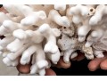Fantastic Coral Specimen