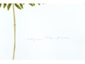 Pair Of Quality Prints Of Ferns With Pencil Marked Species