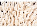 Finely Textured Coral Specimen