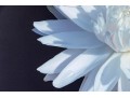 Giclee On Canvas, Lotus Water Lily