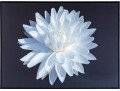 Giclee On Canvas, Lotus Water Lily