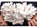Fantastic Coral Specimen