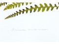 Pair Of Quality Prints Of Ferns With Pencil Marked Species