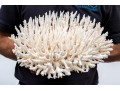 Finely Textured Coral Specimen