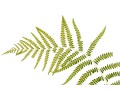 Pair Of Quality Prints Of Ferns With Pencil Marked Species