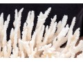 Finely Textured Coral Specimen