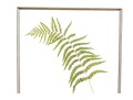 Pair Of Quality Prints Of Ferns With Pencil Marked Species