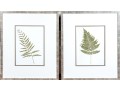 Pair Of Quality Prints Of Ferns With Pencil Marked Species