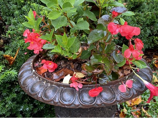 A Fine Pair Of Classical Cast Iron Campana Footed Urn Planters