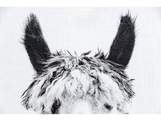 Awesome Giclee On Canvas, Llama