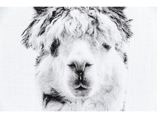 Awesome Giclee On Canvas, Llama