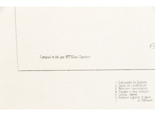 Framed Color Botanical Print After A French 1851 Original