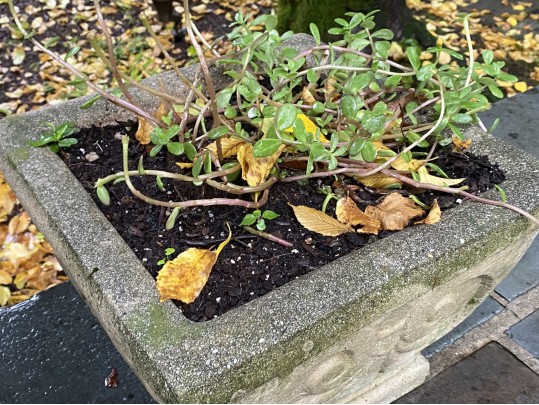 Pair Of Cast Cement Neoclassical Style Square Planters